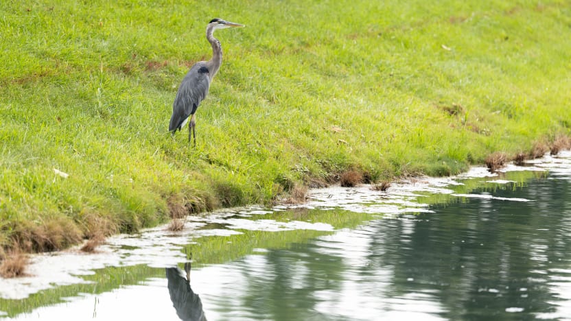 Wildlife is seen during the practice round before the start of LIV Golf Indianapolis at The Club at Chatham Hills on Tuesday, August 12, 2025 in Westfield, Indiana. (Photo by Scott Taetsch/LIV Golf)
