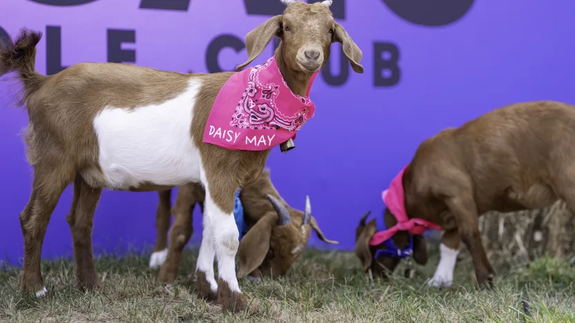 Goats seen at the RangeGoats GC Petting Zoo inside Fan Villageduring the first round of LIV Golf Indianapolis at The Club at Chatham Hills on Friday, August 15, 2025 in Westfield, Indiana. (Photo by Pedro Salado/LIV Golf)