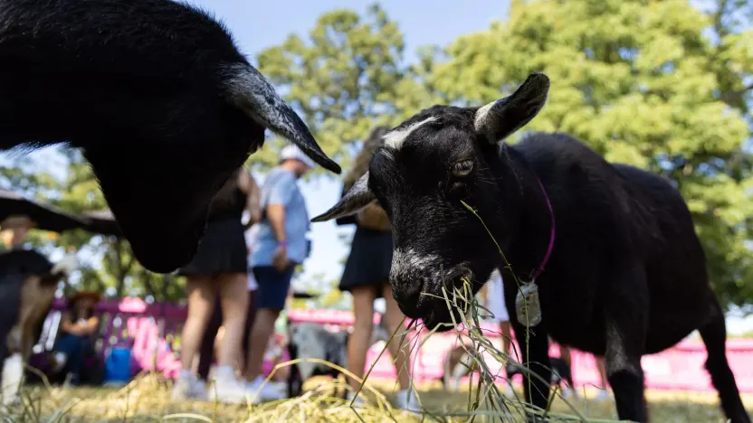 Goats at the RangeGoats GC Petting Zoo during the second round of LIV Golf Chicago at the Rich Harvest Farms on Saturday, September 23, 2023 in Sugar Grove, Illinois. (Photo by Doug DeFelice/LIV Golf)
