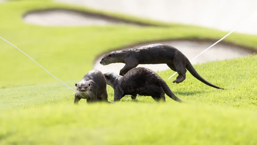 Wildlife seen during the practice round before the start of LIV Golf Singapore at Sentosa Golf Club on Tuesday, March 11, 2025 in Sentosa, Singapore. (Photo by Chris Trotman/LIV Golf)